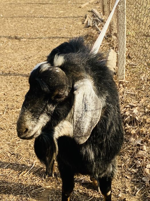 Нубийский теке 3 жасар