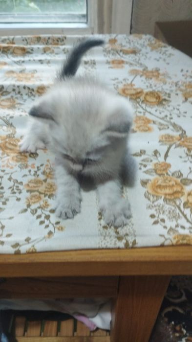 Отдам котят бесплатно