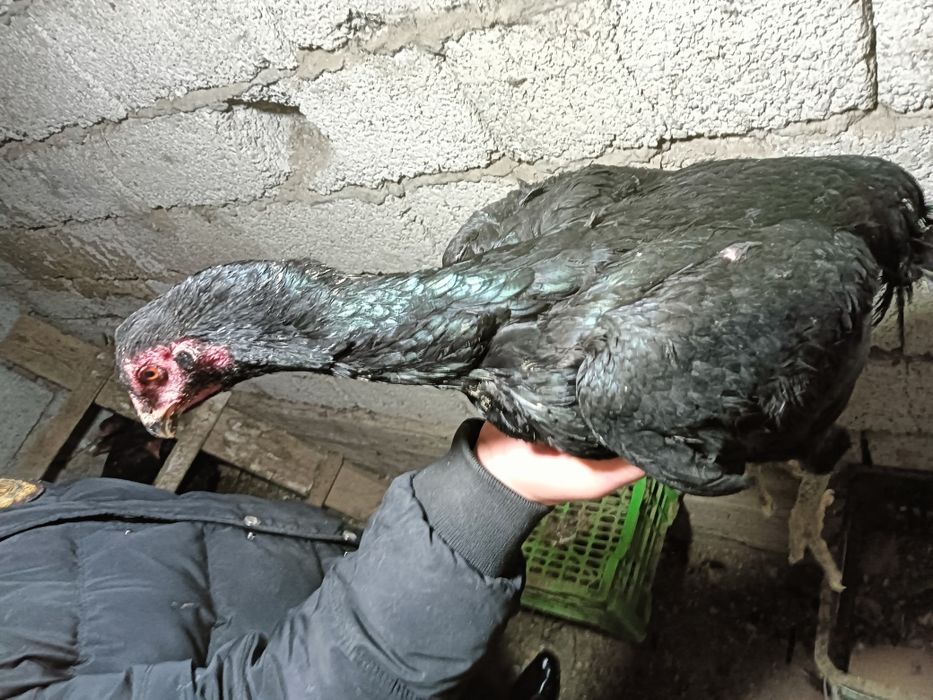 Дакар тауык кораз