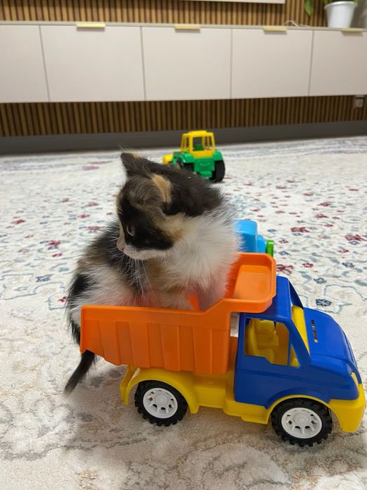 Әдемі мысық сатылады