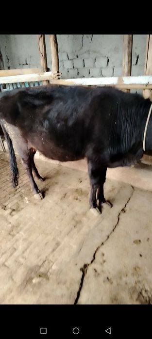 Ona bola sigir sotiladi