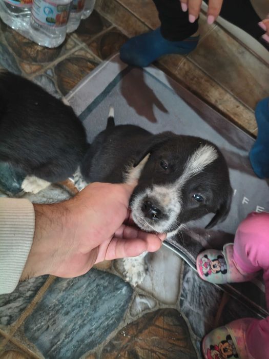 Подарявам Кученца!