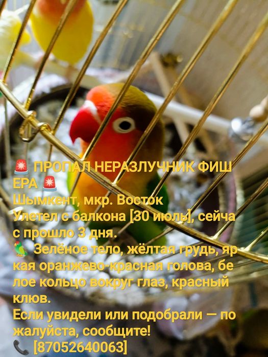 Потерялся попугай