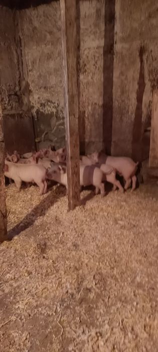 Куры поросята доставка