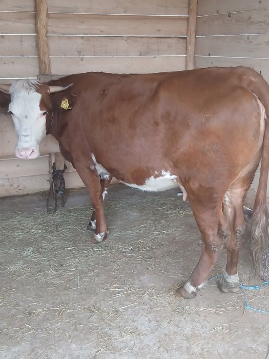 Vand schimb cu vaci sau vitei de taiere juninca gestanta