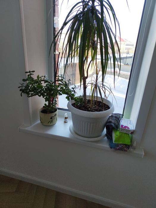 Продаю домашние цветы