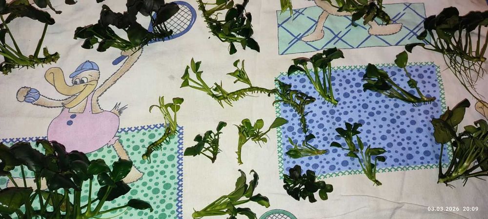 Анубиаси различни видове и големини