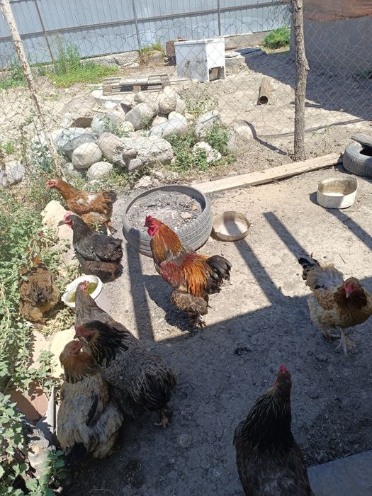 Продам домашних курей