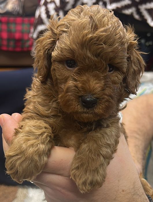 Poodle mini/toy  cu  pedigree