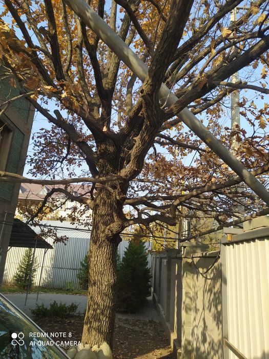 Дуб дерево на спил. 200 000 тенге.