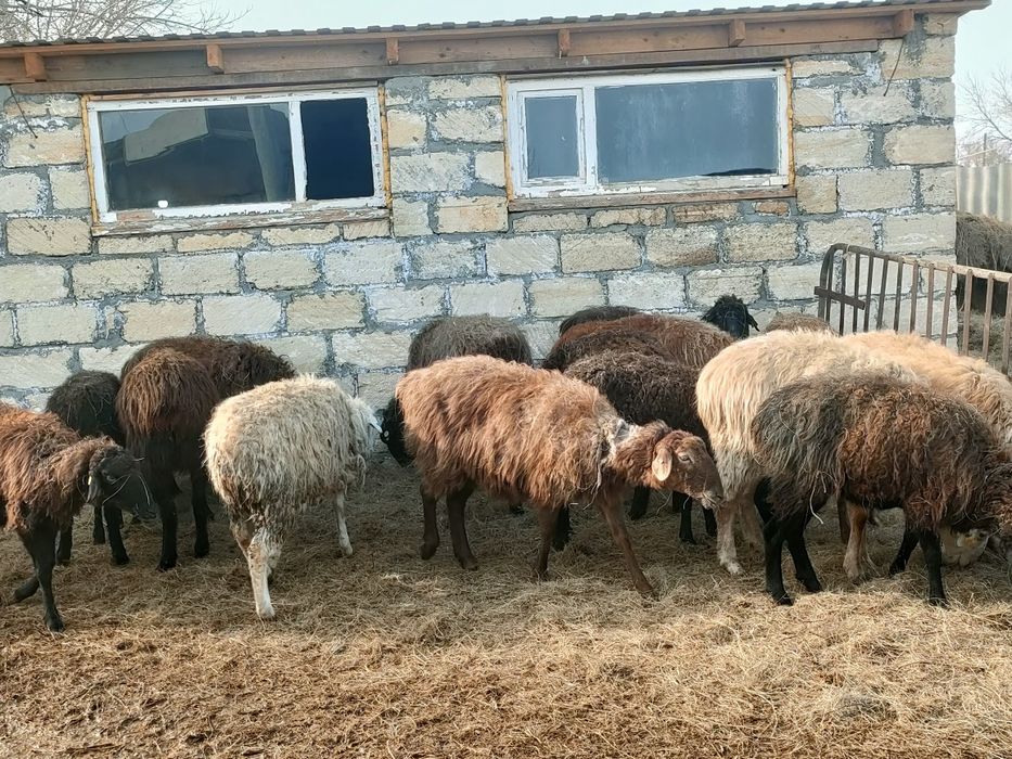 Козылы койлар сатылады