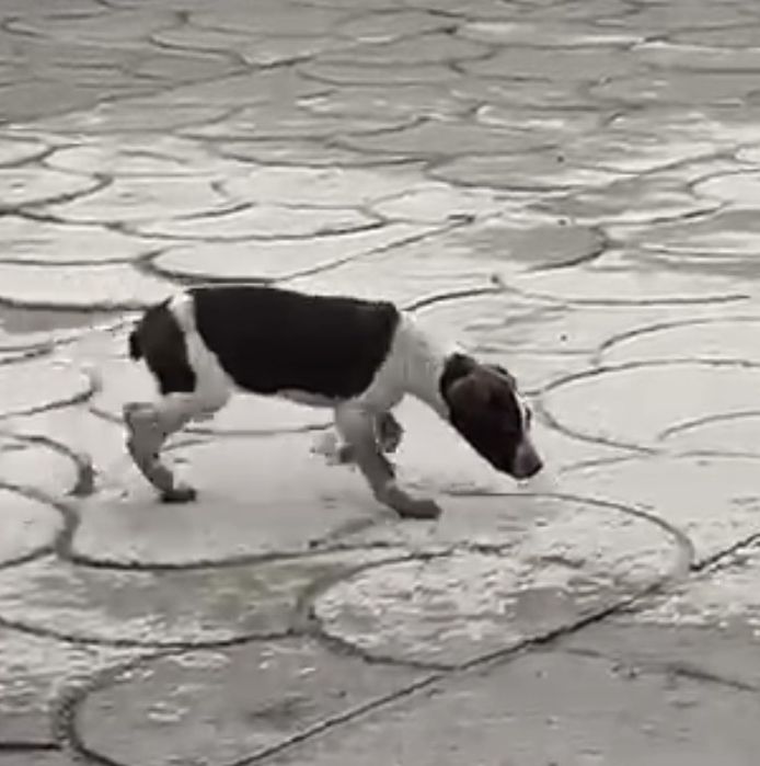 Курцхар стаффпен смес күшік