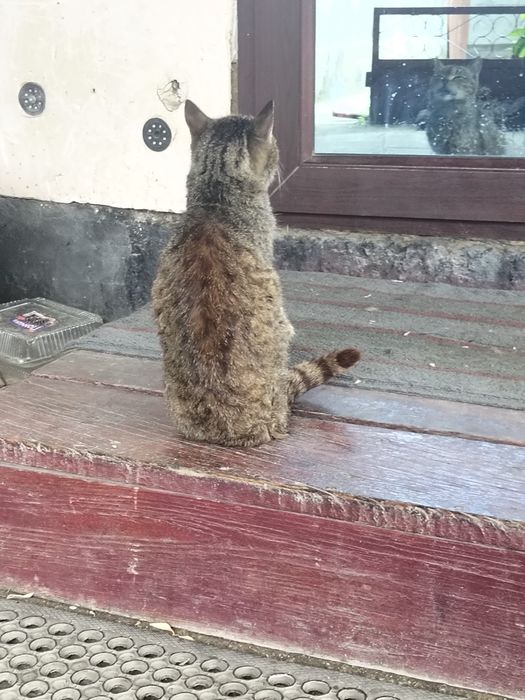Кот на хорошие руки