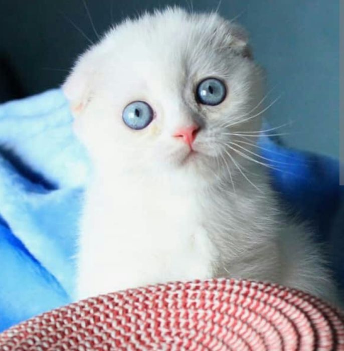 Котята Белые Вислоухий Скоттиш Фолд