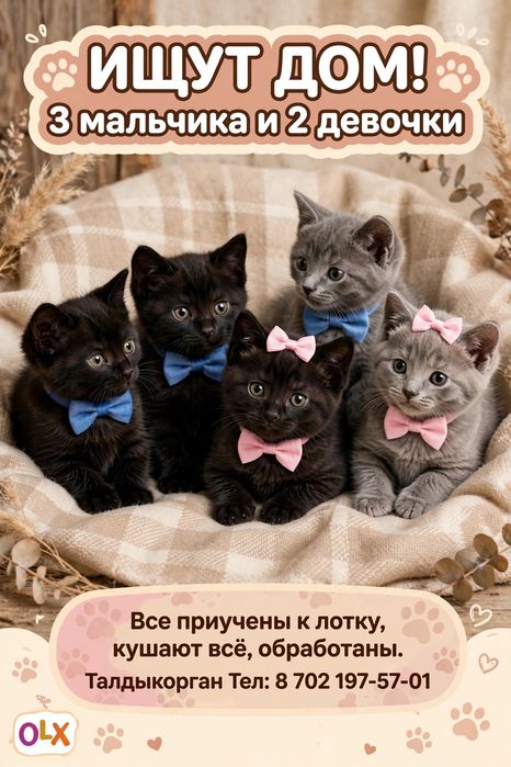 Отдам котят в хорошие добрые руки