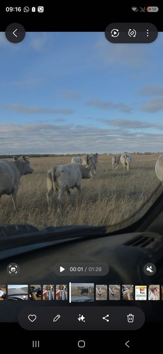 Продам бычков, подсосных