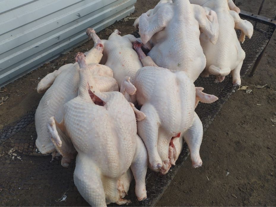 Индюк ети сатылады кг 3000 тг