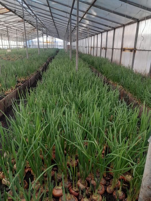 лук зеленый местный