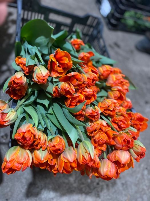 Тюльпаны Оптом |8 марта |Теплица |от 365