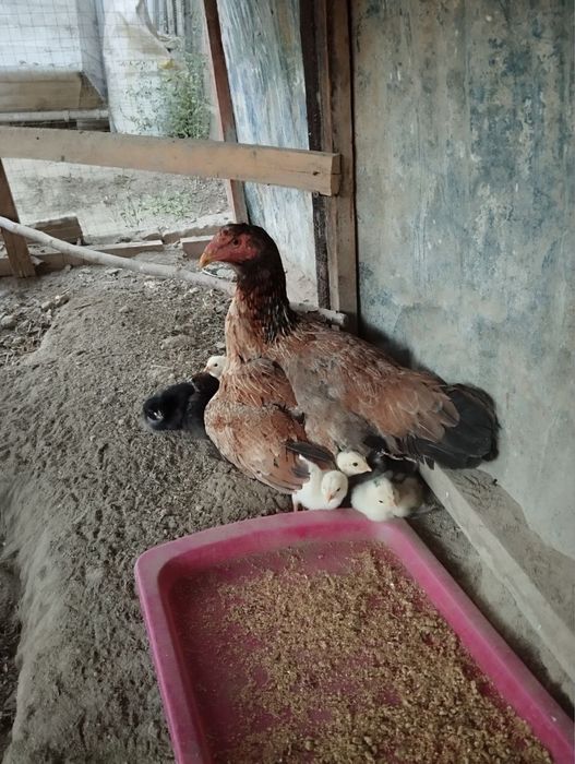 Tovuq va Xo’roz sotiladi