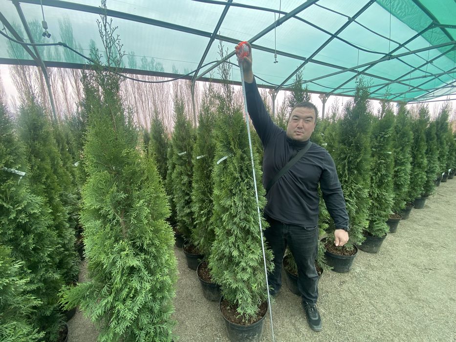 Туя смарагд пираммидальная