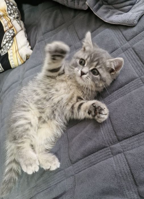 Котята, котята,.