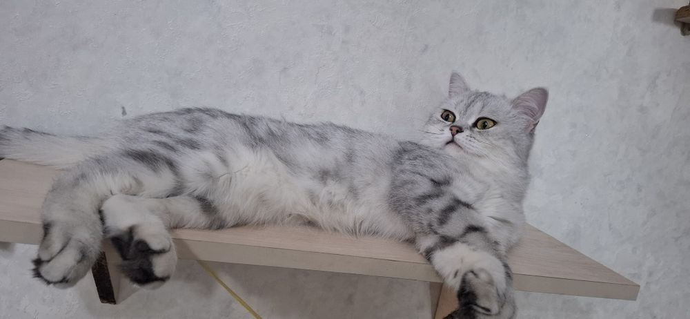 Вязка кота скотишь страйт