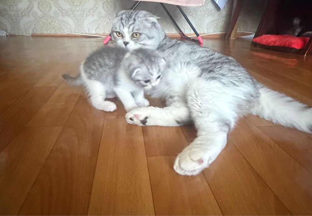 Веслоухий шотландцы