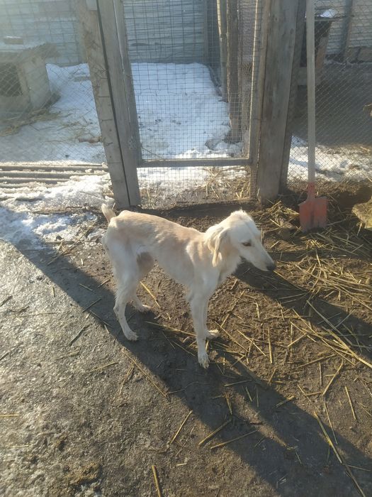 Продаются тазы .