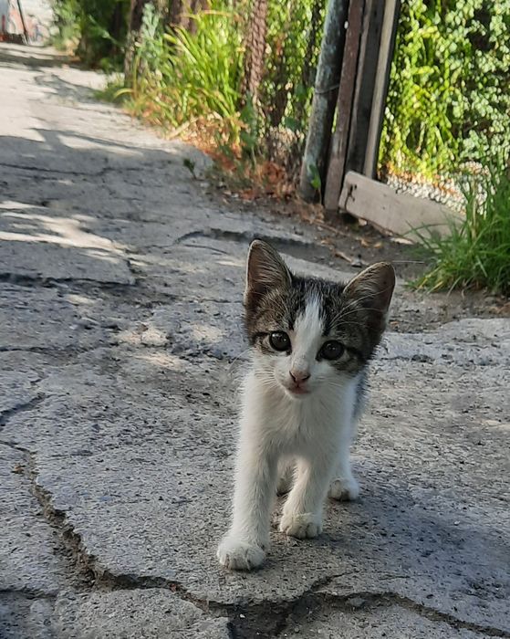 Марғаулар, котята