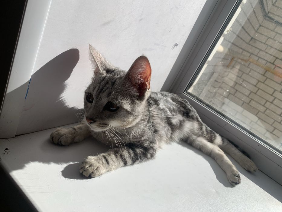 Срочнн котенок в добрые руки.