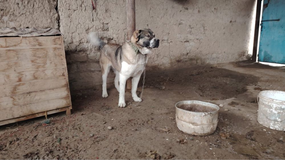 Алабай ит сатылады чемпион баласы Балчвикте тур ит