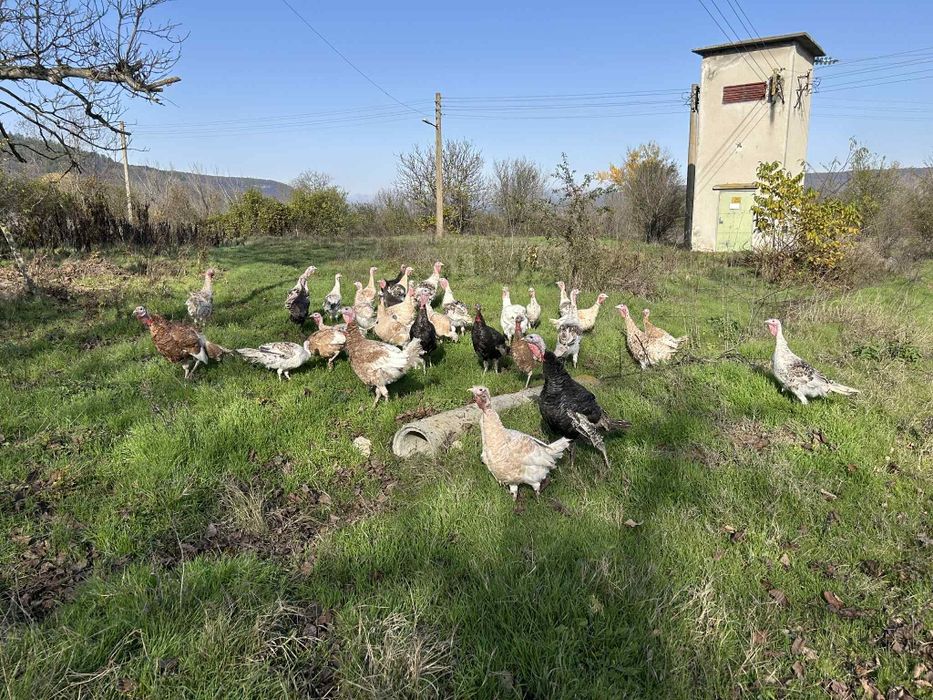 Предлагам домашни пуйки