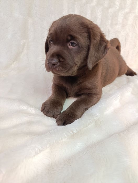 Породные детки лабоадора ретривера