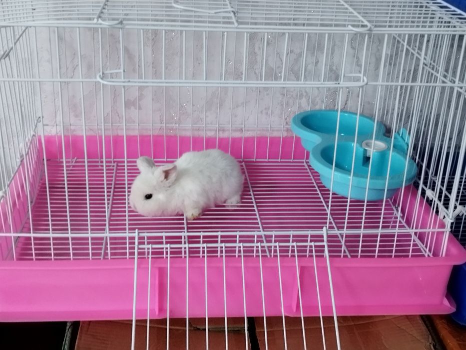 Клетки для кроликов итд