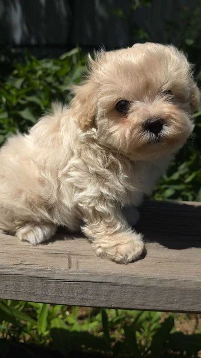 Мальтипу мини ! Maltipoo f1