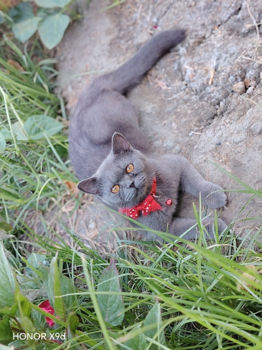 Продаётся кошка, скотиш ,страйт , (беременная)