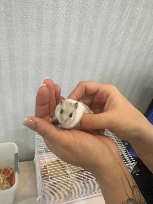 Хомячки джунгарские