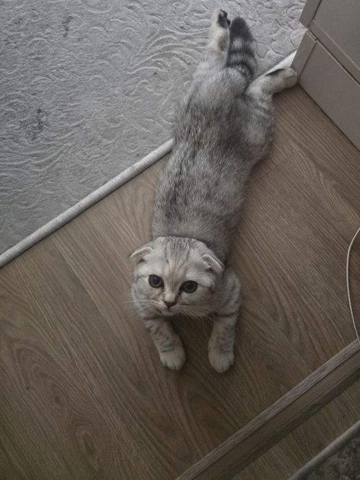 Вислоухая кошечка