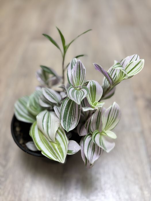 Традесканция Pink Hill