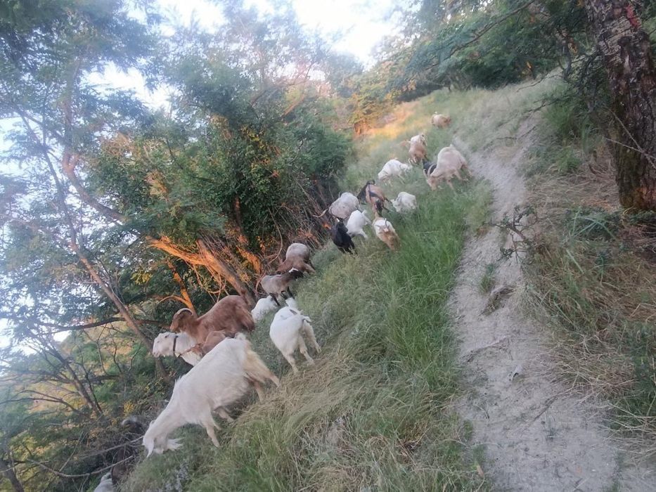Vand Capre si iezi