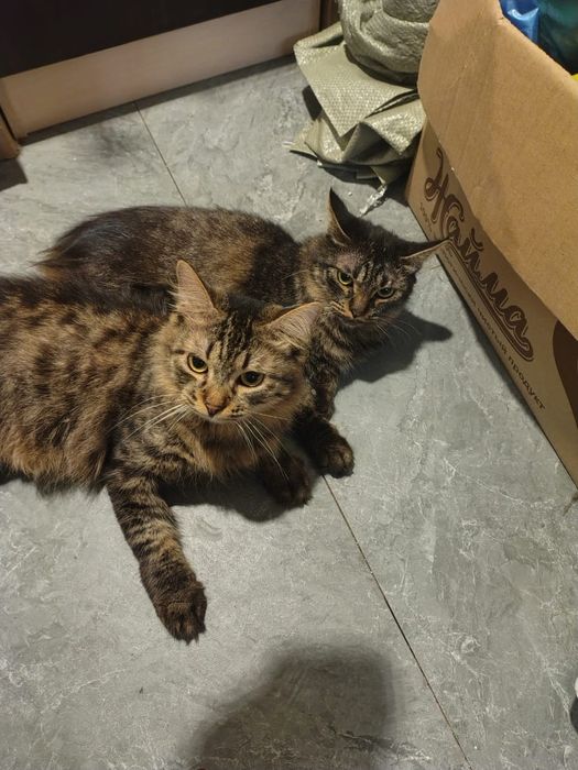 Отдам полумейнкунов