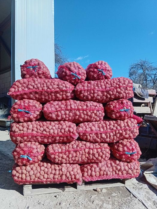 Vand cartofi samanta Bellaroza inmulțirea a II-a