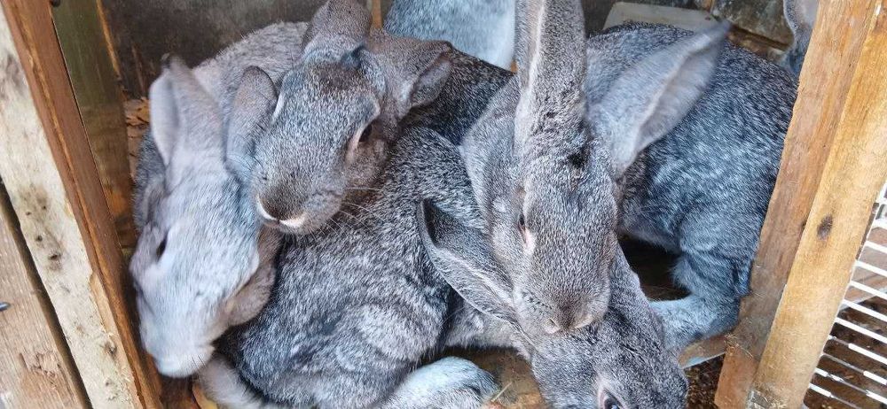 Кролики породистые (белый великан и шиншилла)