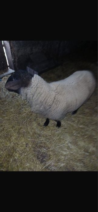 Vând berbec Suffolk