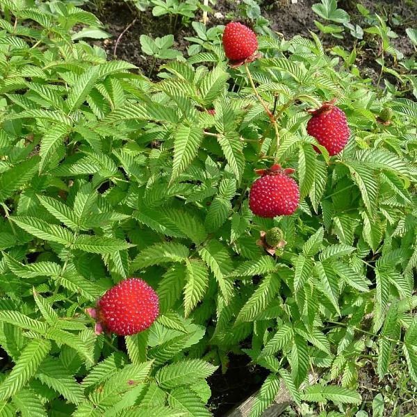 Tibetski malina kochati