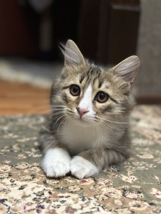 Отдам даром в любящие руки