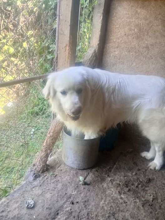 Golden retriever