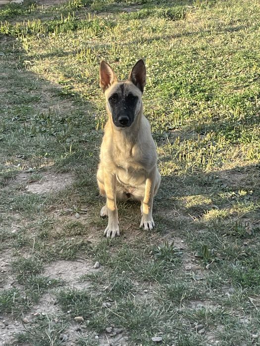 Catelusi Malinois,spre adoptie!