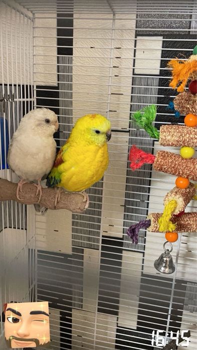 Papagali cântători